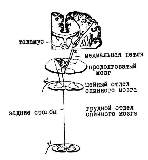 Путь голля и бурдаха схема