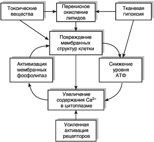 Основные механизмы повреждения клеток схема