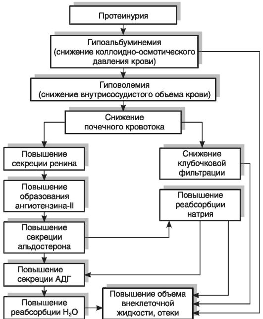 Гиперхолестеринемия патогенез при нефротическом синдроме thumbnail