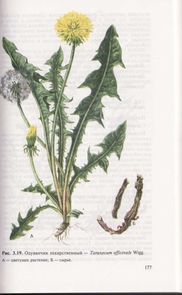 Корневая система одуванчика. Одуванчик лекарственный – Taraxacum officinale. Одуванчик лекарственный Фармакогнозия. Корни одуванчика Фармакогнозия. Одуванчик лекарственный Фармсправка.