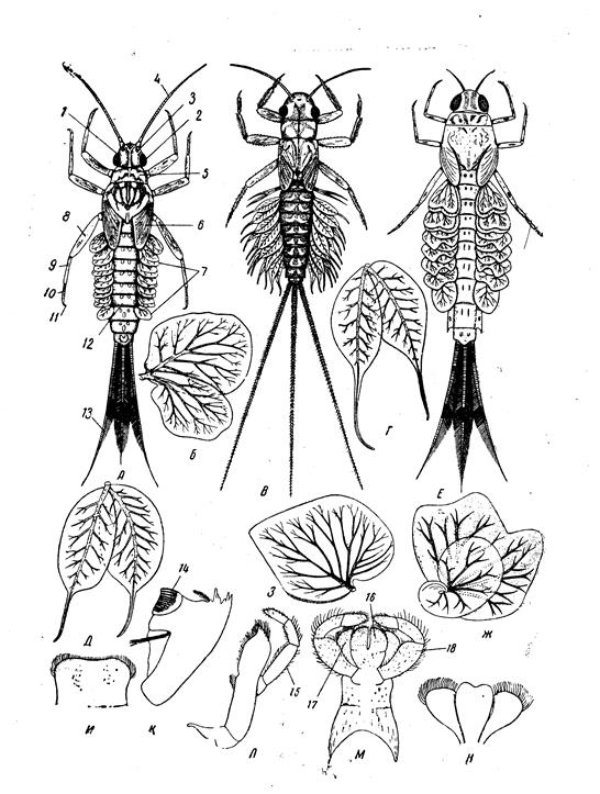 Личинка поденки рисунок