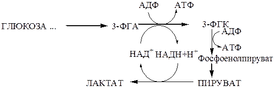 Схема образования лактата