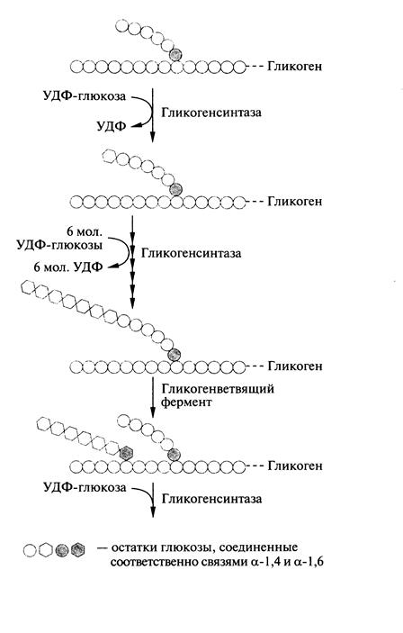 Ферменты превращения глюкозы в гликоген. Синтез и распад гликогена. Составьте схему синтеза гликогена. Биосинтез гликогена. Этапы синтеза гликогена биохимия.