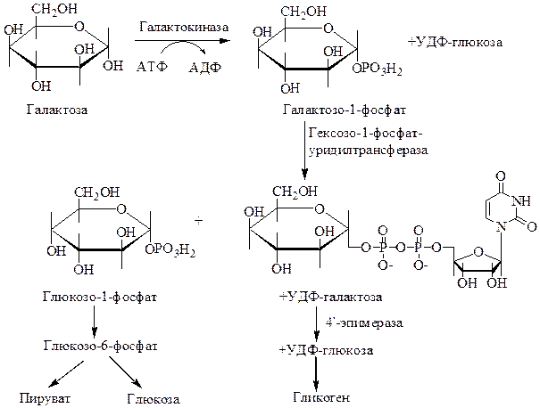 Схема метаболизма галактозы