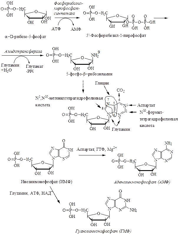 Схема пути синтеза пуриновых и пиримидиновых нуклеотидов