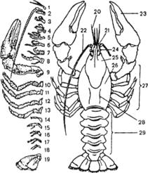 Раки наружный скелет. Конечности ракообразных. Внутреннее строение ракообразных. Лобстер строение тела. Astacus Astacus внешнее и внутреннее строение.