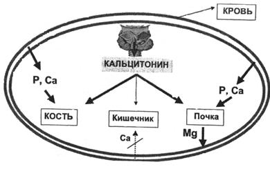 Механизм действия кальцитонина схема