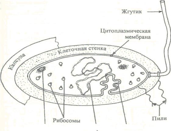 Картинка строение бактериальной клетки