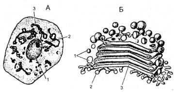 Как называется органоид изображенный на рисунке который имеется в большинстве эукариотических клеток