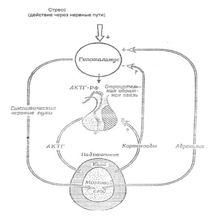 Симпатоадреналовая система схема