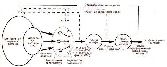 Симпатоадреналовая система схема