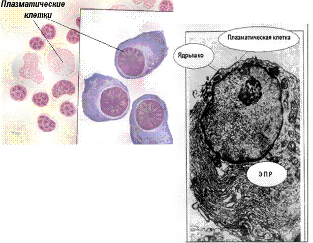 1 плазматическая клетка. Плазматические клетки гистология. Плазмоциты гистология. Плазматические клетки плазмоциты. В лимфоцит и плазматическая клетка.