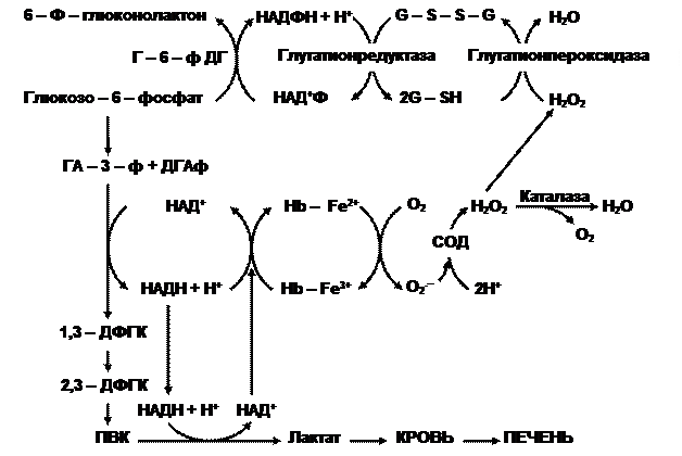 Схема метаболизма эритроцитов показав пути использования глюкозы