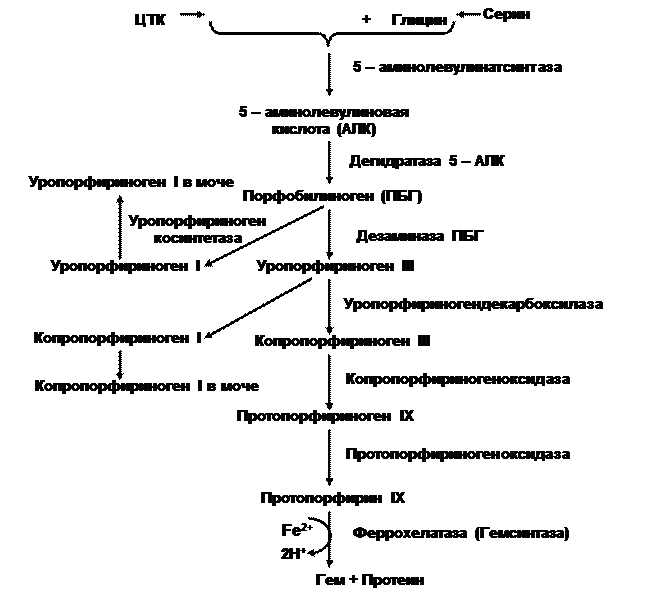 Схема синтеза гема из порфобилиногена
