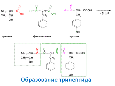 Схема образования любого трипептида