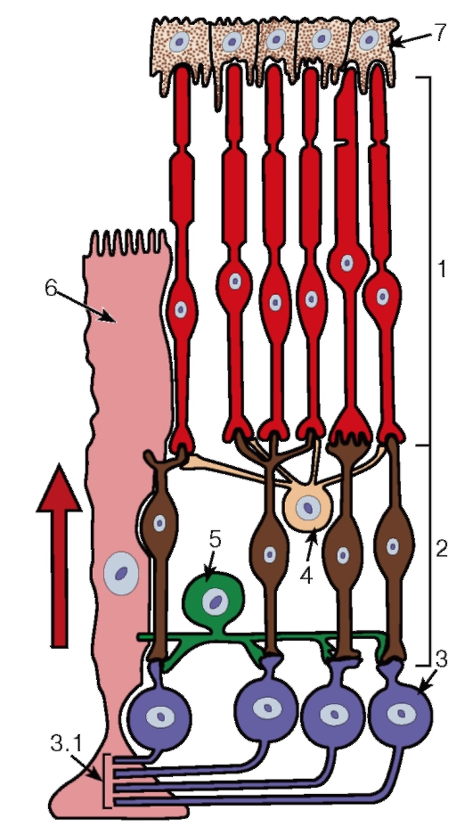 Оптических структур глаза в ячейки цепочки. Строение сетчатки амакриновые клетки. Схема нейронных цепей сетчатки. Строение сетчатки Сапин. Биполярные Нейроны сетчатки.