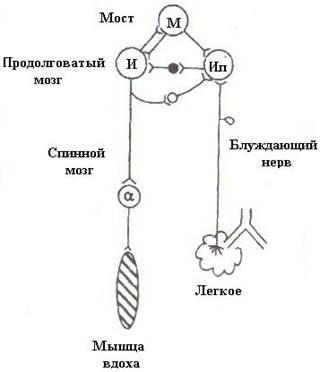 ГДЗ по биологии 8 класс Колесов §28