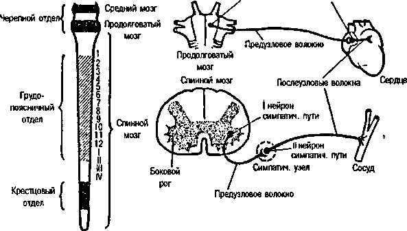 Рефлексы продолговатого мозга схема