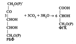 Цикл кальвина подробно уравнение по стадиям