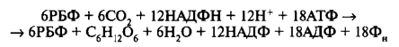 Цикл кальвина подробно уравнение по стадиям