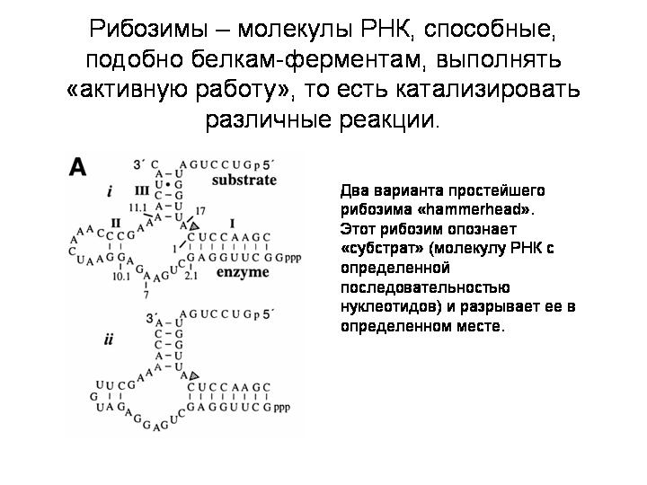 Каталитическая рнк. Ферментативная активность РНК. Ферментативная активность РНК. Рибозимы.. Каталитическая активность РНК. Рибозимы строение.