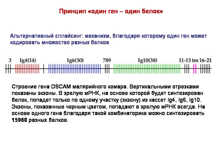 Один ген один белок