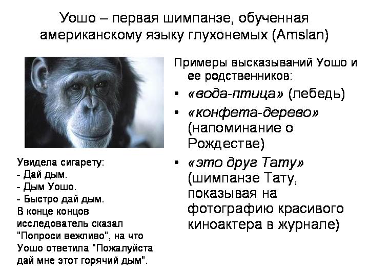 Часть речи обезьяна