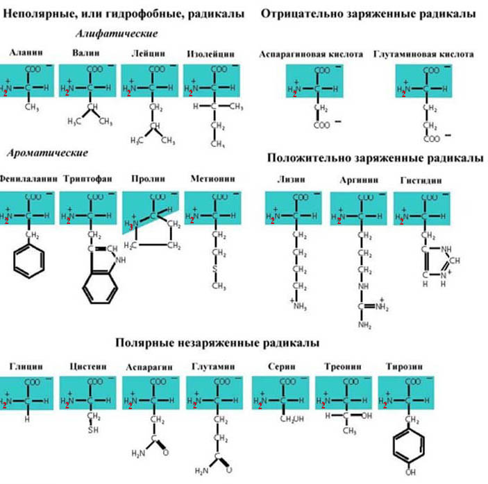 Незаряженные аминокислоты. Гидрофобные радикалы аминокислот. Гидрофобные и гидрофильные аминокислоты. Неполярные гидрофобные аминокислоты. Полярные незаряженные радикалы.