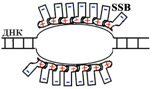 Ssb белок. SSB белок функция. SSB белки. Что делают SSB белки.