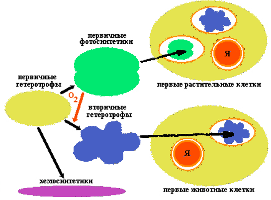 Теория первых клеточных организмов из коацерватов принадлежит. Первичные организмы Протобионты. Возникновение протобионтов. Пробионт это в биологии. Строение пробионтов.