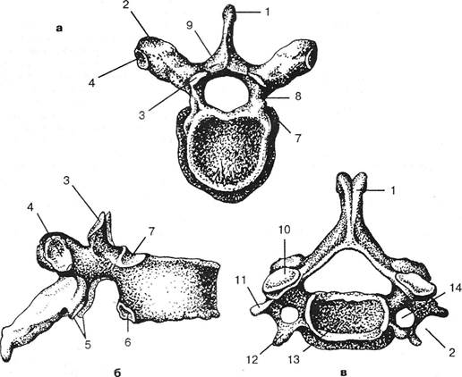 Строение позвонка рисунок. Грудной позвонок вид сверху и сбоку. Грудной позвонок вид спереди. Шейный позвонок вид сверху и сбоку. Грудной позвонок вид сбоку анатомия.