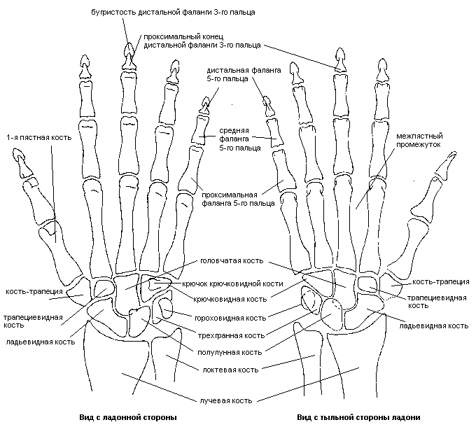 Кисть руки анатомия кости рисунок с описанием