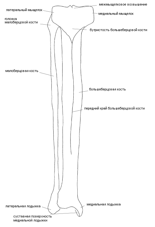 Соединение большеберцовой кости