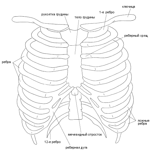 Схема ребер человека