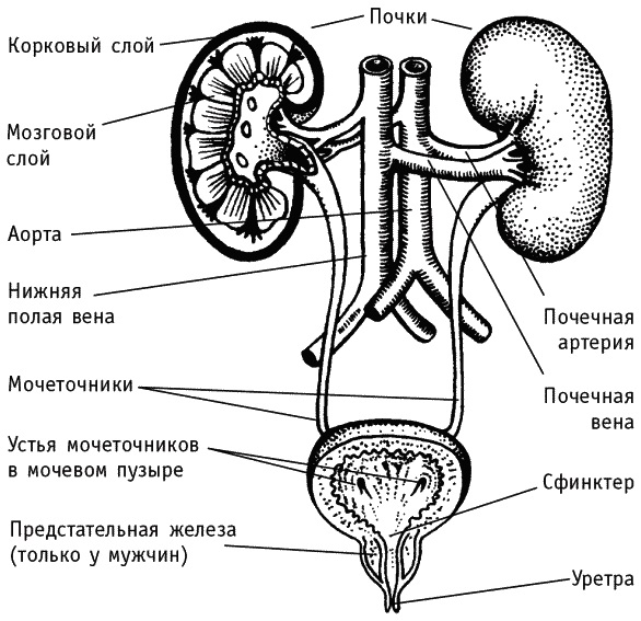 Строение мочевыделительной системы у мужчин фото и описание