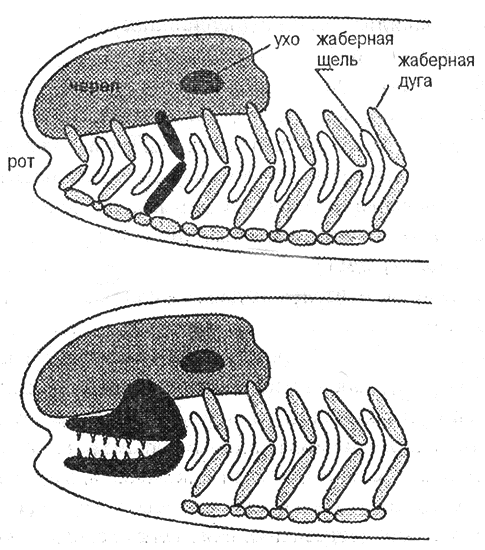 Появление челюстей у позвоночных. Схема появления челюстей рыба. Эволюция рыбных челюсти.