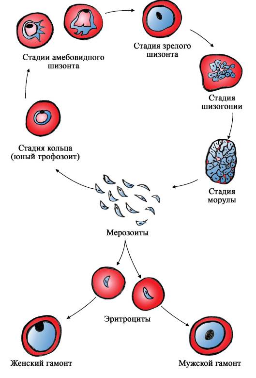 Несколько ведущих генераций плазмодиев в патогенезе малярии. Эритроцитарная шизогония малярийного плазмодия стадии. Малярия цикл развития малярийного плазмодия. Эритроцитарные стадии малярийных плазмодиев. Стадии развития малярийного плазмодия в эритроцитах человека.