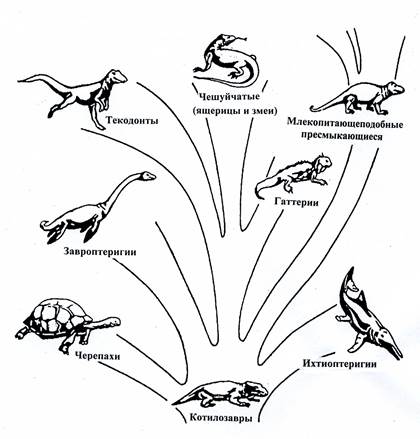 Схема правильно отражающая место птиц в эволюции позвоночных животных это рыбы пресмыкающиеся