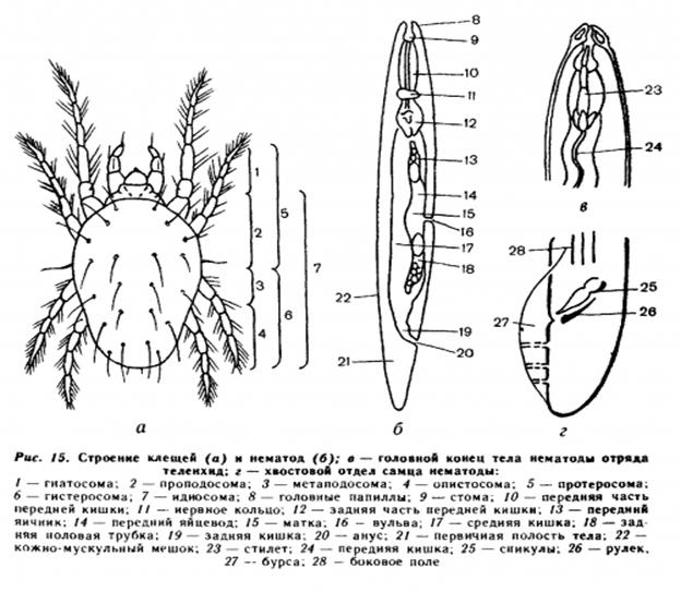 Строение клеща схема