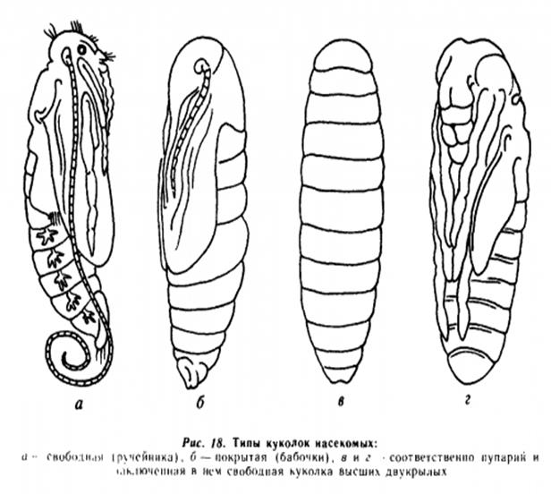 Куколка определение. Типы личинок и куколок насекомых. Типы куколок. Свободные куколки насекомых. Типы личинок и куколок двукрылых.