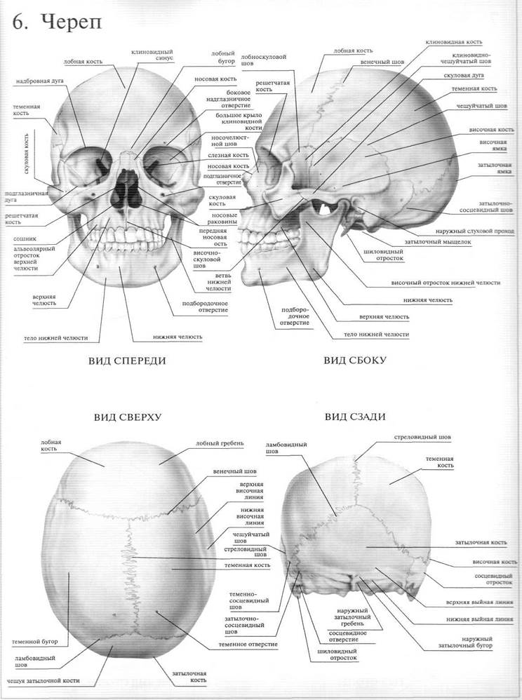 Задние кости черепа. Строение черепа человека спереди и сбоку. Череп строение анатомия кости. Кости черепа атлас. Кости черепа спереди и сбоку.