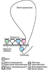 Гистологический процессор карусельного типа