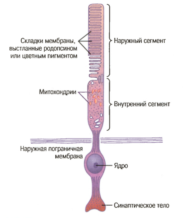 Пигмент йодопсин