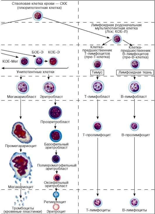 Кровь дифференцировка. Схема кроветворения моноцит. Схема дифференцировки т и в лимфоцитов. Схема образования т и в лимфоцитов. Схема кроветворения стволовая клетка.