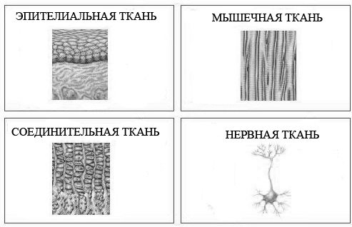 Типы тканей рисунок