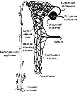 Механизм образования мочи схема