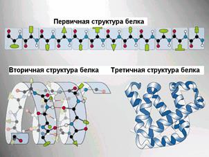 Схема молекулы белка