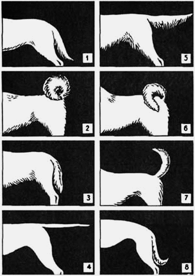 Саблевидная форма хвоста у собаки фото