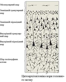 Окремі ділянки кори головного мозку