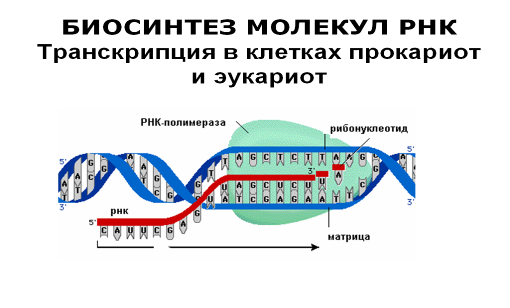 Транскрипция клетки